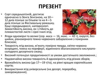 ПРЕЗЕНТ
• Сорт середньопізній, достигає
одночасно із Зенга Зенганою, на 10—
12 днів пізніше за Ольвію та на 4—5
днів пізніше за Фестивальну ромашку.
Кущі середиьорослі, напіврозлогі.
Зимостійкість висока, як і стійкість до
плямистостей листя і сірої гнилі ягід.
• Ягоди одномірні та великі (сер. маса — 16, макс. — 42 г), округлі, без
шийки, рівномірного темно-червоного забарвлення з помірним
блиском;
• Товарність ягід висока, м'якоть помірно тверда, світло-червона
всередині, темна на периферії, відмінного збалансованого кислувато-
солодкого десертного смаку;
• Високий потенціал продуктивності за умови достатнього зволоження.;
• Надзвичайно висока товарність й одномірність ягід різних зборів;
• Врожайність висока (до 17—19 т/га), на рівні кращих європейських
сортів;
• Використання ягід універсальне (на десерт, переробку,
заморожування).
 
