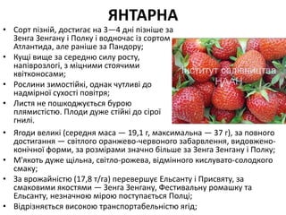 ЯНТАРНА
• Сорт пізній, достигає на 3—4 дні пізніше за
Зенга Зенгану і Полку і водночас із сортом
Атлантида, але раніше за Пандору;
• Кущі вище за середню силу росту,
напіврозлогі, з міцними стоячими
квітконосами;
• Рослини зимостійкі, однак чутливі до
надмірної сухості повітря;
• Листя не пошкоджується бурою
плямистістю. Плоди дуже стійкі до сірої
гнилі.
• Ягоди великі (середня маса — 19,1 г, максимальна — 37 г), за повного
достигання — світлого оранжево-червоного забарвлення, видовжено-
конічної форми, за розмірами значно більше за Зенга Зенгану і Полку;
• М'якоть дуже щільна, світло-рожева, відмінного кислувато-солодкого
смаку;
• За врожайністю (17,8 т/га) перевершує Ельсанту і Присвяту, за
смаковими якостями — Зенга Зенгану, Фестивальну ромашку та
Ельсанту, незначною мірою поступається Полці;
• Відрізняється високою транспортабельністю ягід;
 