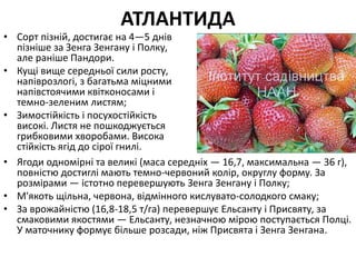 АТЛАНТИДА
• Сорт пізній, достигає на 4—5 днів
пізніше за Зенга Зенгану і Полку,
але раніше Пандори.
• Кущі вище середньої сили росту,
напіврозлогі, з багатьма міцними
напівстоячими квітконосами і
темно-зеленим листям;
• Зимостійкість і посухостійкість
високі. Листя не пошкоджується
грибковими хворобами. Висока
стійкість ягід до сірої гнилі.
• Ягоди одномірні та великі (маса середніх — 16,7, максимальна — 36 г),
повністю достиглі мають темно-червоний колір, округлу форму. За
розмірами — істотно перевершують Зенга Зенгану і Полку;
• М'якоть щільна, червона, відмінного кислувато-солодкого смаку;
• За врожайністю (16,8-18,5 т/га) перевершує Ельсанту і Присвяту, за
смаковими якостями — Ельсанту, незначною мірою поступається Полці.
У маточнику формує більше розсади, ніж Присвята і Зенга Зенгана.
 
