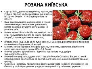РОЗАНА КИЇВСЬКА
• Сорт ранній, достигає наприкінці травня, на
2-3 дня пізніше за Десну, майже одночасно
із сортом Ольвія і на 4-5 днів раніше за
Хоней;
• Кущі середньорослі, напіврозлогі, з темно-
зеленим сизуватим листям, утворюють
багато розсади. Суцвіття розташовані на
рівні листків;
• Високі зимостійкість і стійкість до сірої гнилі
ягід, плямистостей листя та інших грибкових
хвороб, а також до суничного кліща;
• Ягоди великі (від 12 до 38 г), тупо-конічні, з шийкою, рівномірного інтенсивно-
червоного забарвлення, блискучі;
• М'якоть світло-червона, помірно щільна, соковита, ароматна, відмінного
кислувато-солодкого смаку (8,5—8,7 бала);
• Висока щорічна врожайність, відмінна товарність ягід, добра
транспортабельність;
• Високий потенціал продуктивності (на рівні сортів Ольвія та Веселка), який
повною мірою реалізується за достатнього зволоження й поживного режиму
ґрунту;
• Є одним з найбільш прибуткових сортів десертного напряму споживання (як
Ольвія) у разі вирощування у відкритому ґрунті та у плівкових укриттях.
 