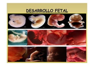 DESARROLLO FETAL
Motricidad Orofacial Mód C UD8
Prof. Silvia Fuentes
 