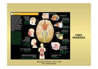 PARES
CRANEALES
Motricidad Orofacial Mód C UD8
Prof. Silvia Fuentes
 