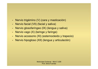 -  Nervio trigémino (V) (cara y masticación)
-  Nervio facial (VII) (facial y saliva)
-  Nervio glosofaríngeo (IX) (lengua y saliva)
-  Nervio vago (X) (laringe y faringe)
-  Nervio accesorio (XI) (esternocleido y trapecio)
-  Nervio hipogloso (XII) (lengua y articulación)
Motricidad Orofacial Mód C UD8
Prof. Silvia Fuentes
 