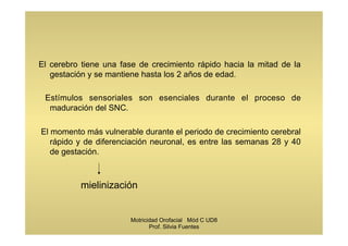 El cerebro tiene una fase de crecimiento rápido hacia la mitad de la
gestación y se mantiene hasta los 2 años de edad.
Estímulos sensoriales son esenciales durante el proceso de
maduración del SNC.
El momento más vulnerable durante el periodo de crecimiento cerebral
rápido y de diferenciación neuronal, es entre las semanas 28 y 40
de gestación.
mielinización
Motricidad Orofacial Mód C UD8
Prof. Silvia Fuentes
 