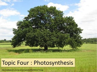 Topic Four : Photosynthesis
http://sodandmulch.com/wp-content/uploads/2012/03/Oak-Tree.jpg
 