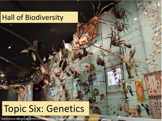 Topic Six: Genetics
http://commons.wikimedia.org/wiki/File:Hall_of_Biodiversity,_American_Museum_of_Natural_History_(7356570500).jpg
Hall of Biodiversity
 