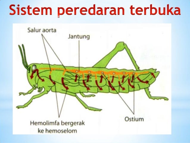Organ Gerak Belalang : Soal Ipa - Soal yang diberikan salah satunya