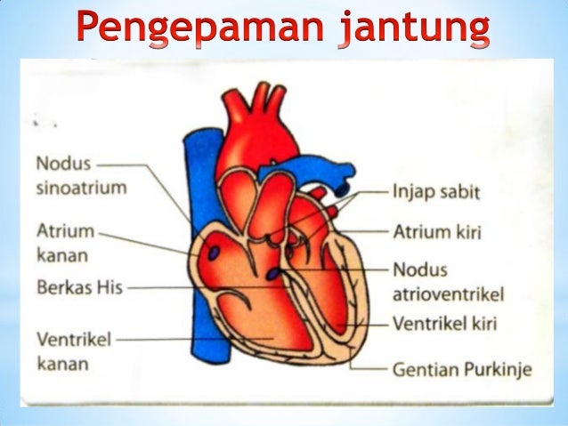 1.2 konsep sistem peredaran darah
