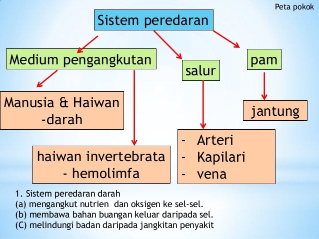 1 2 Konsep Sistem Peredaran Darah
