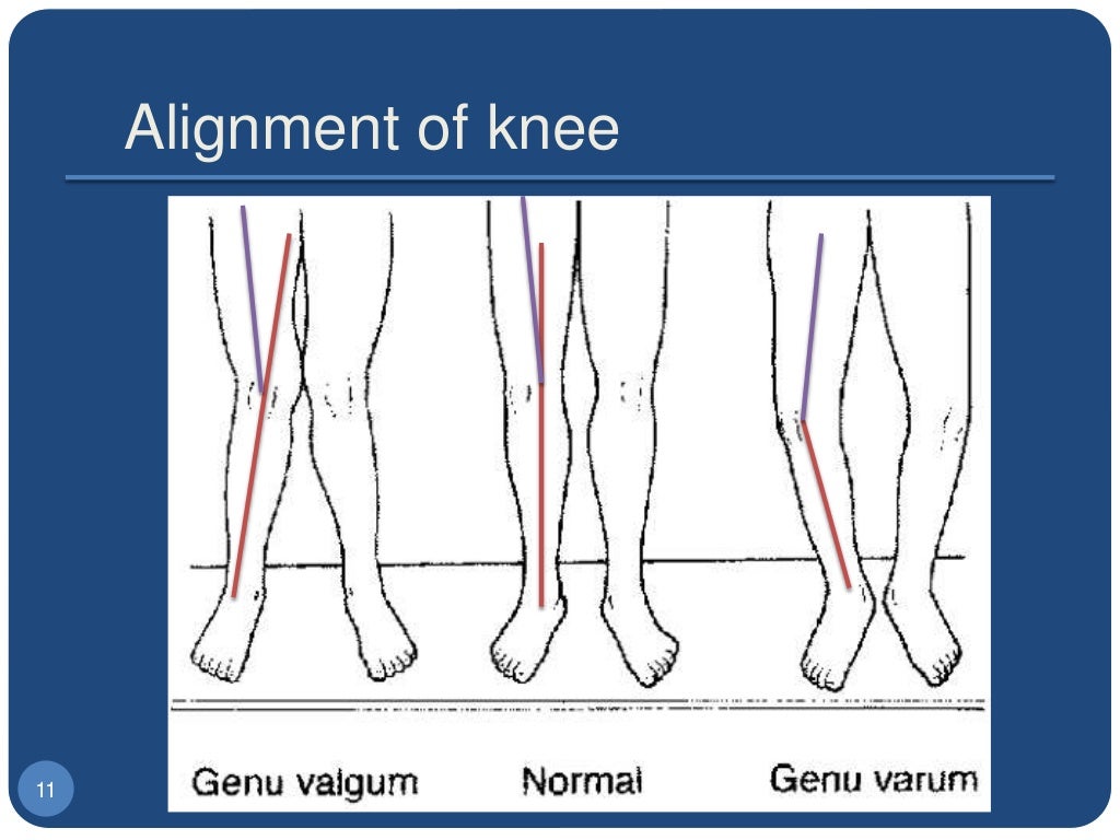 1. biomechanics of the knee joint basics
