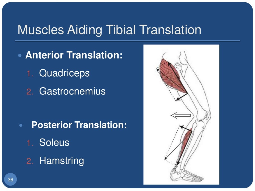 1. biomechanics of the knee joint basics