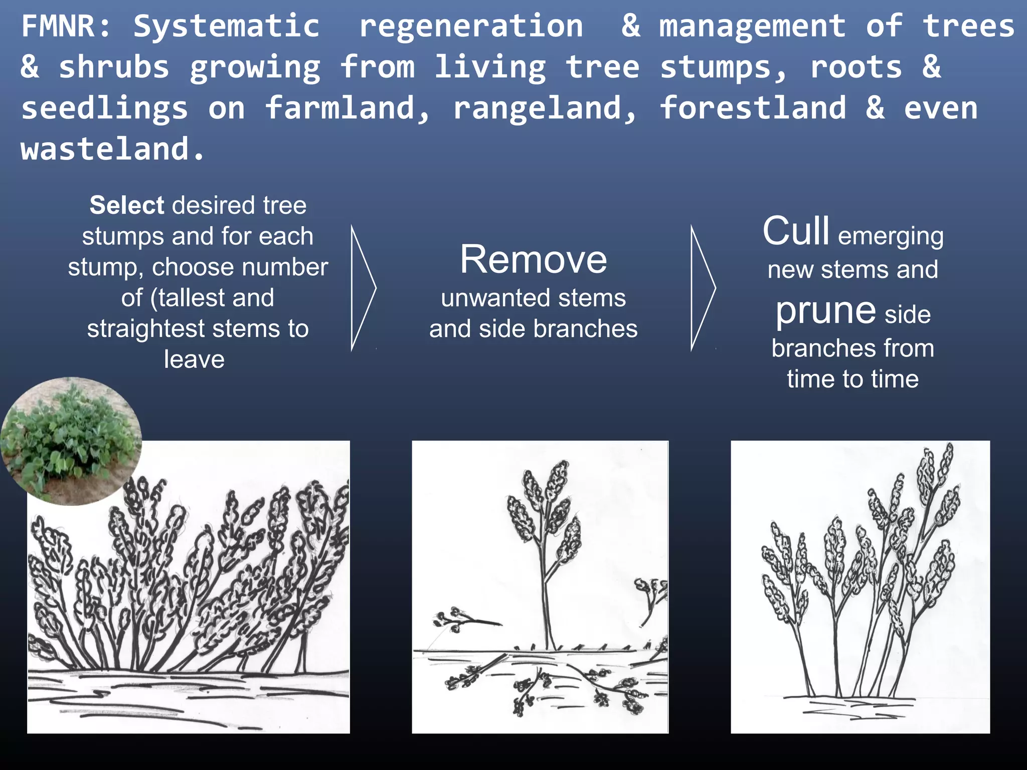 Select desired tree
stumps and for each
stump, choose number
of (tallest and
straightest stems to
leave
Remove
unwanted stems
and side branches
Cull emerging
new stems and
prune side
branches from
time to time
FMNR: Systematic regeneration & management of trees
& shrubs growing from living tree stumps, roots &
seedlings on farmland, rangeland, forestland & even
wasteland.
 