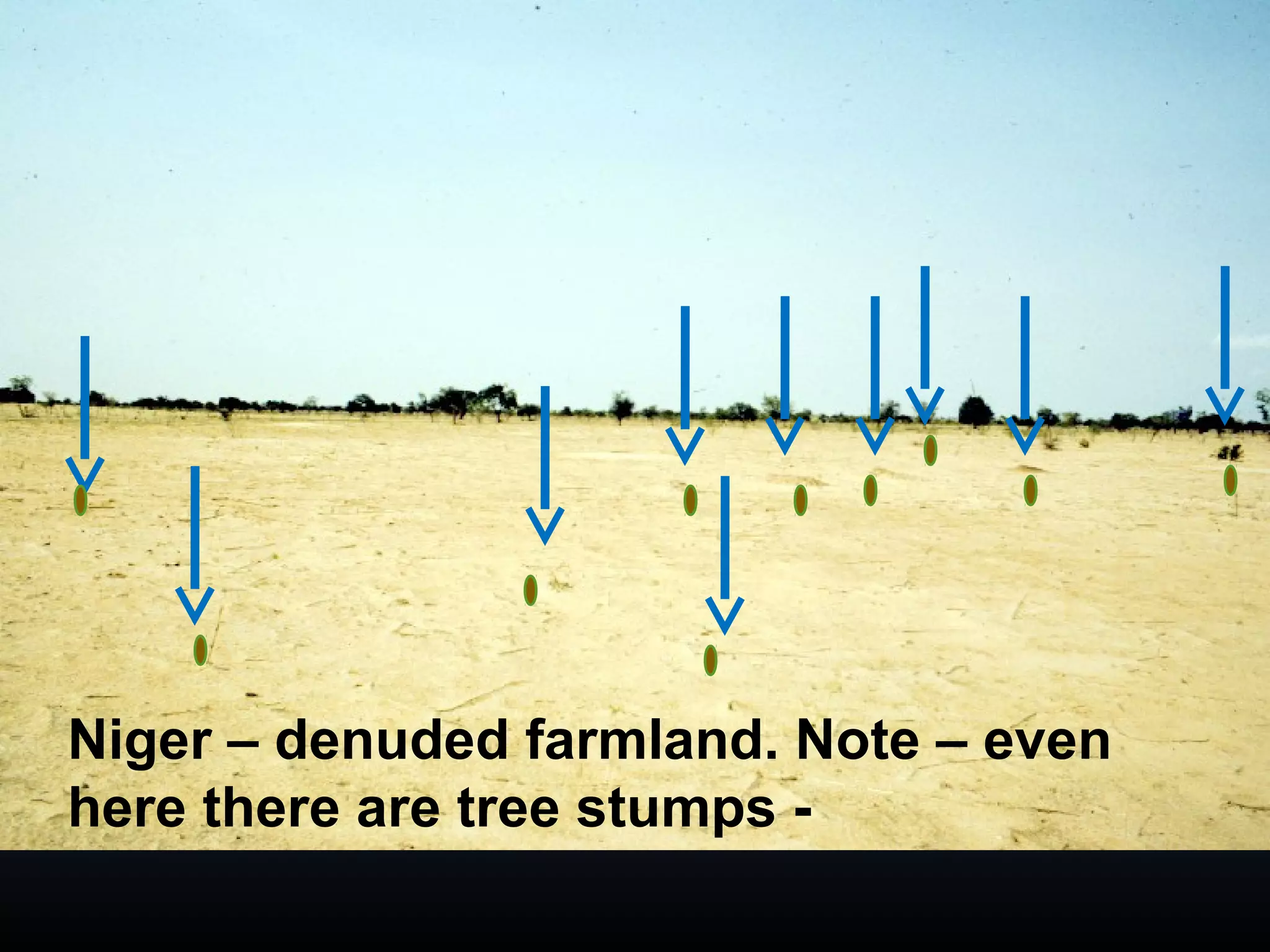 Niger – denuded farmland. Note – even
here there are tree stumps -
 