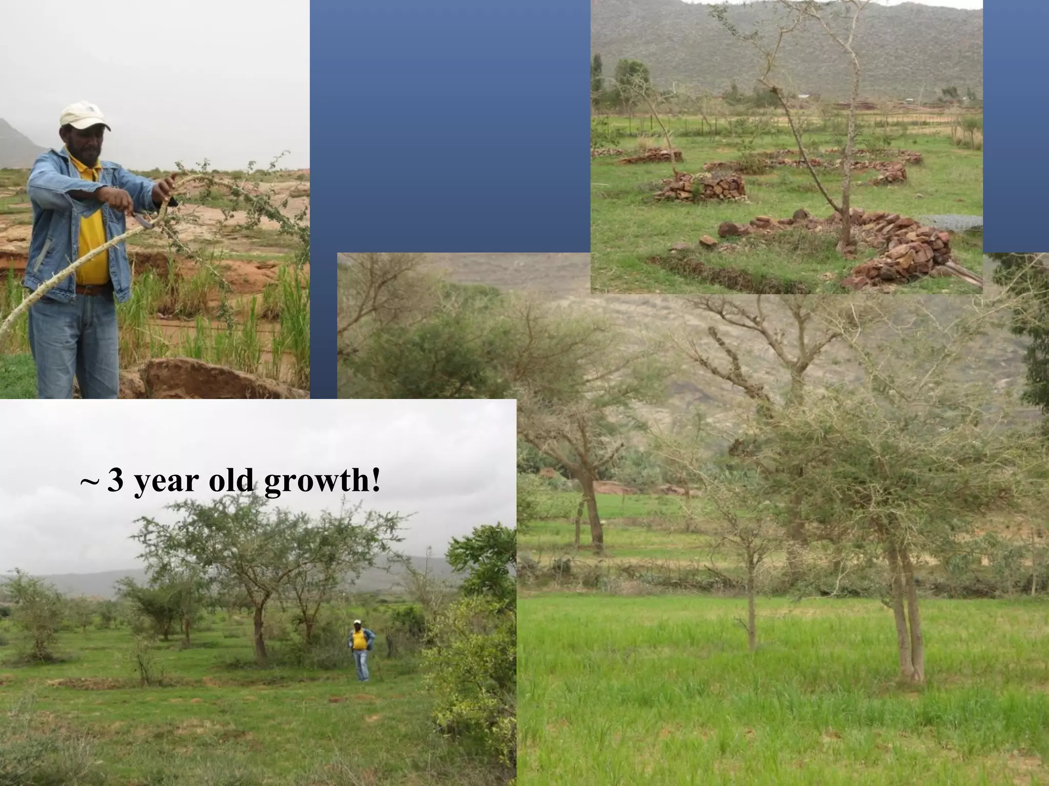 ~ 3 year old growth!
 