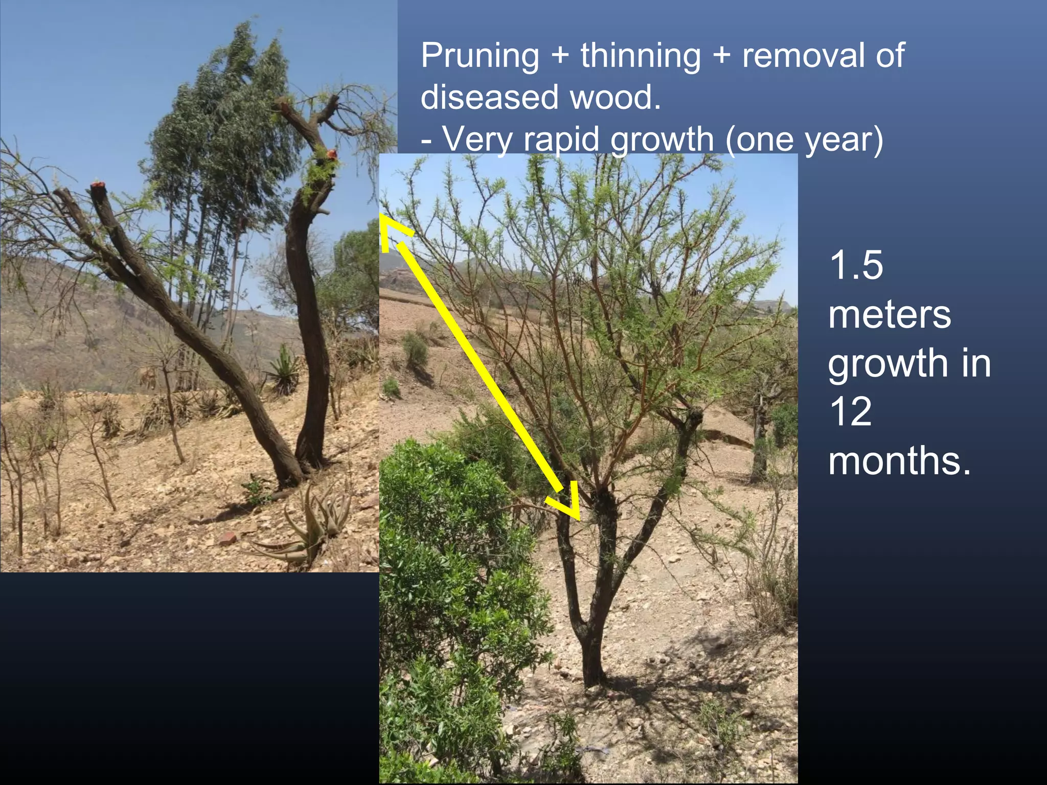 Pruning + thinning + removal of
diseased wood.
- Very rapid growth (one year)
1.5
meters
growth in
12
months.
 