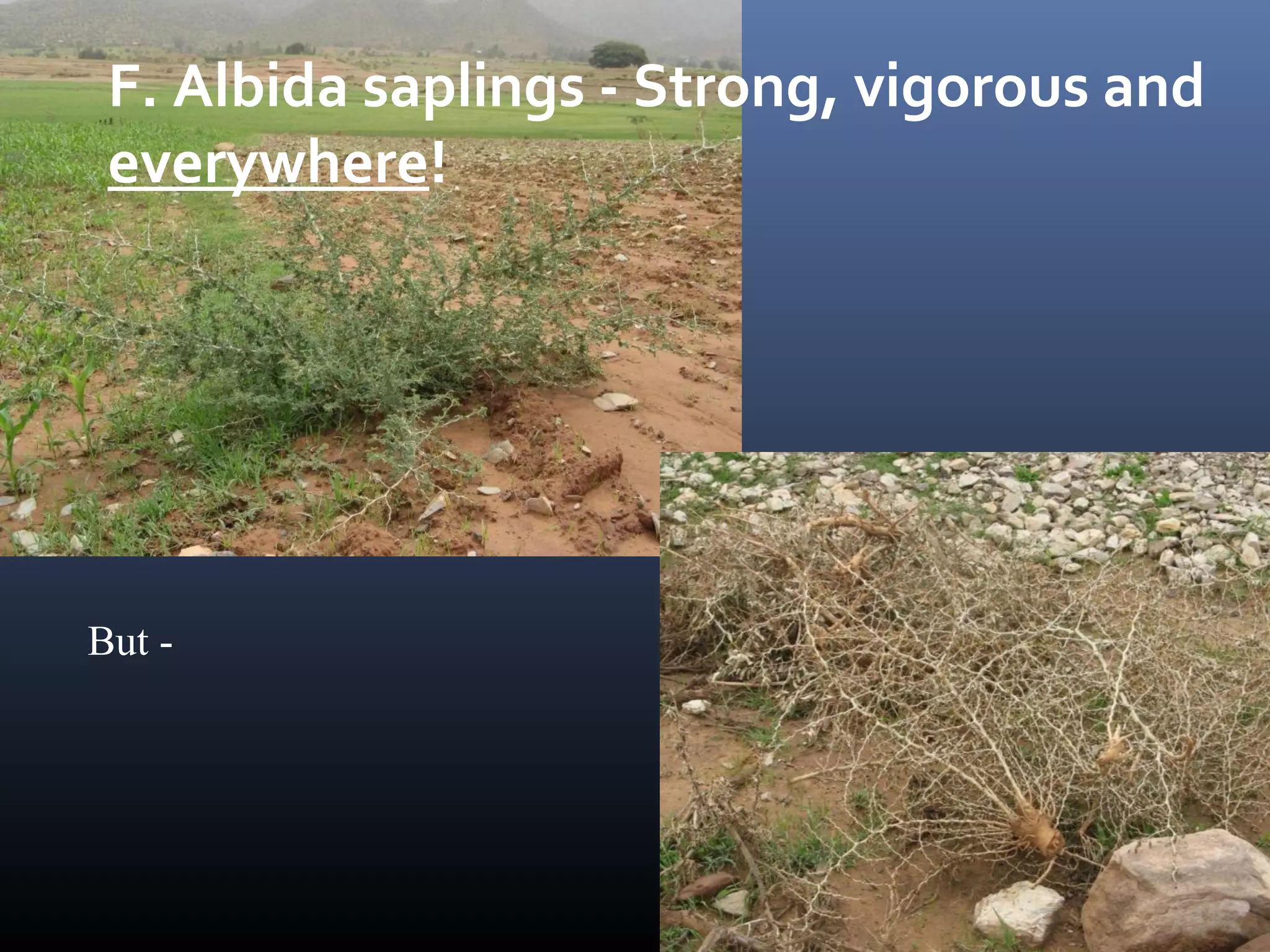 F. Albida saplings - Strong, vigorous and
everywhere!
But -
 
