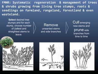 Select desired tree
stumps and for each
stump, choose number
of (tallest and
straightest stems to
leave
Remove
unwanted stems
and side branches
Cull emerging
new stems and
prune side
branches from
time to time
FMNR: Systematic regeneration & management of trees
& shrubs growing from living tree stumps, roots &
seedlings on farmland, rangeland, forestland & even
wasteland.
 