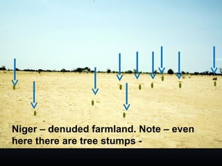 Niger – denuded farmland. Note – even
here there are tree stumps -
 