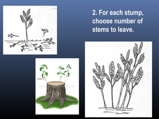 2. For each stump,
choose number of
stems to leave.
 