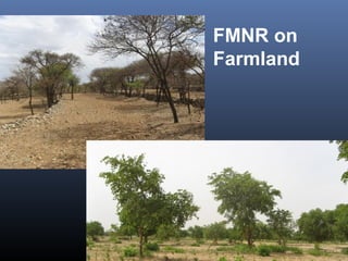 FMNR on
Farmland
 