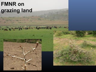 FMNR on
grazing land
 