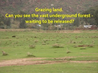 Grazing land.
Can you see the vast underground forest -
waiting to be released?
 