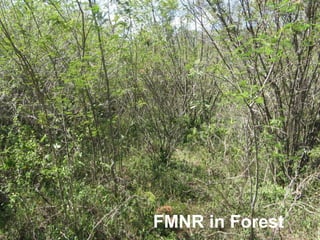 FMNR in Forest
 