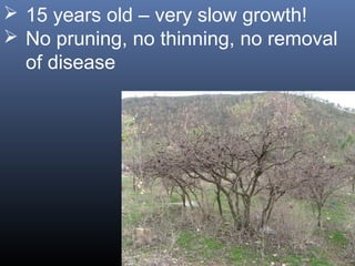  15 years old – very slow growth!
 No pruning, no thinning, no removal
of disease
 