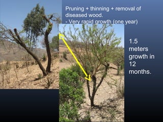 Pruning + thinning + removal of
diseased wood.
- Very rapid growth (one year)
1.5
meters
growth in
12
months.
 