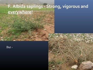 F. Albida saplings - Strong, vigorous and
everywhere!
But -
 