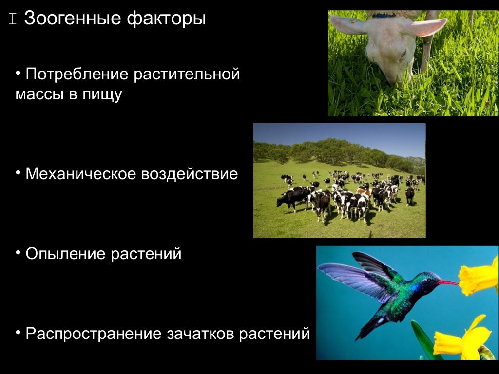 Биотические факторы болота. Зоогенные факторы. Зоогенные биотические факторы. Зоогенные факторы примеры. Зоогенные факторы примеры в биологии.