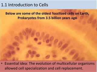 1.1 Introduction to Cells
Below are some of the oldest fossilized cells on Earth,
Prokaryotes from 3.5 billion years ago
• Essential idea: The evolution of multicellular organisms
allowed cell specialization and cell replacement.
 