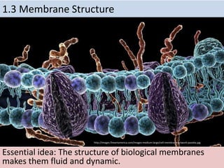Essential idea: The structure of biological membranes
makes them fluid and dynamic.
1.3 Membrane Structure
http://images.fineartamerica.com/images-medium-large/cell-membrane-artwork-pasieka.jpg
 