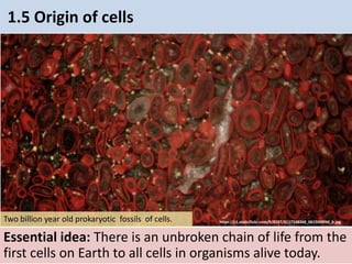 1.5 Origin of cells
Essential idea: There is an unbroken chain of life from the
first cells on Earth to all cells in organisms alive today.
Two billion year old prokaryotic fossils of cells. https://c1.staticflickr.com/9/8187/8117548368_0615009f66_b.jpg
 