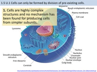 1.5 origin of the cells 