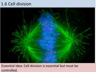 1.6 Cell division
Essential idea: Cell division is essential but must be
controlled.
 