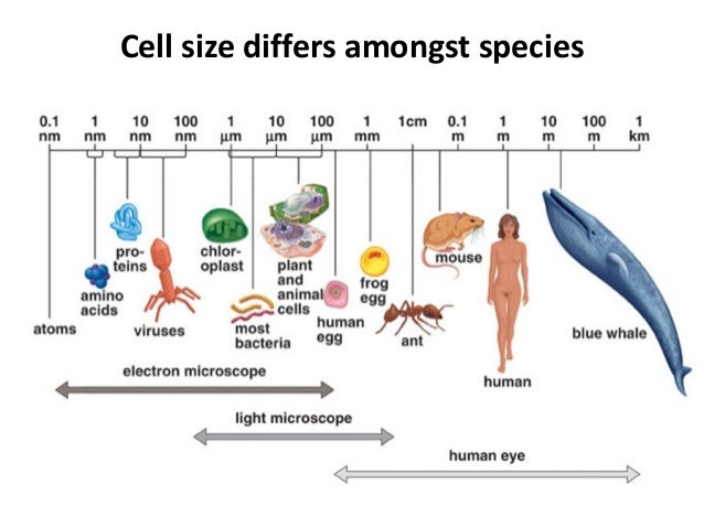 1 1 cell structure size of cell