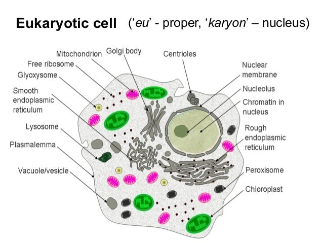 1.1 cell structure