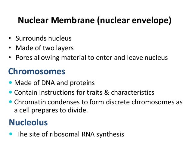 1.1 cell structure