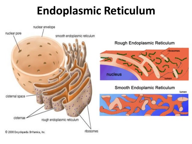 endoplasmic reticulum structure under fontanacountryinn com endoplasmic reticulum structure