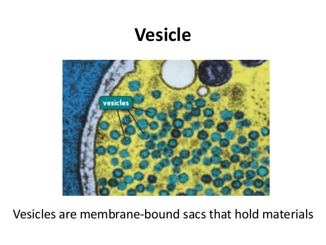 1.1 cell structure