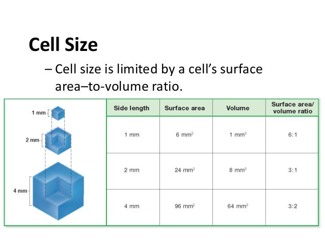 1 1 cell structure cell size is limited by