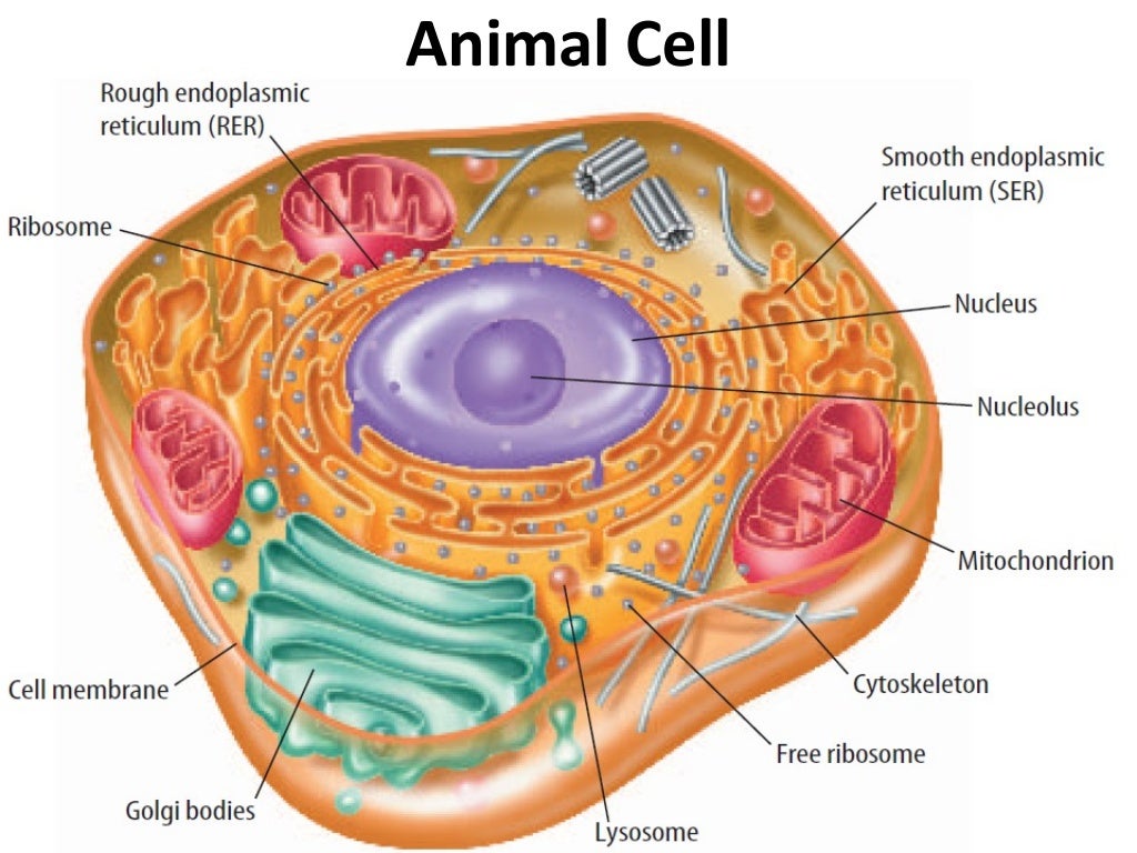 Плотное образование внутри клетки. Клетка изнутри. Внутренности клетки. Animal Cell model. Дом внутри клетки.