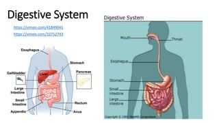 Digestive System
https://vimeo.com/41849041
https://vimeo.com/32752743
 