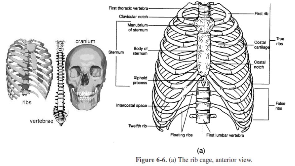 Skeletal System