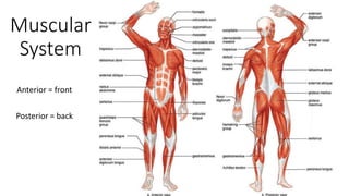 Muscular
System
Anterior = front
Posterior = back
 