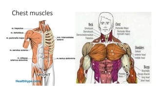 Chest muscles
 