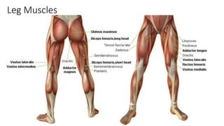 Leg Muscles
 