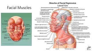 Facial Muscles
 