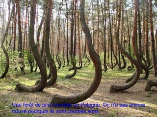 Une forêt de pins courbés en Pologne. On n'a pas encore
trouvé pourquoi ils sont courbés ainsi.
 